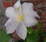 Clematis 'Ice Blue' 2019.00